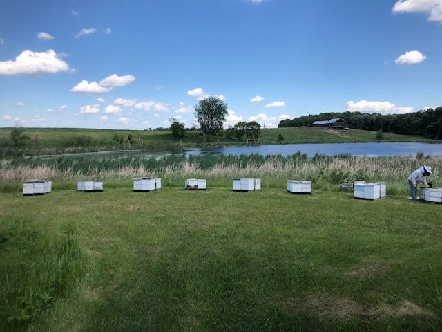 Beehive boxes arranged in a row near a pond with a beekeeper tending to one, set against a scenic rural landscape.