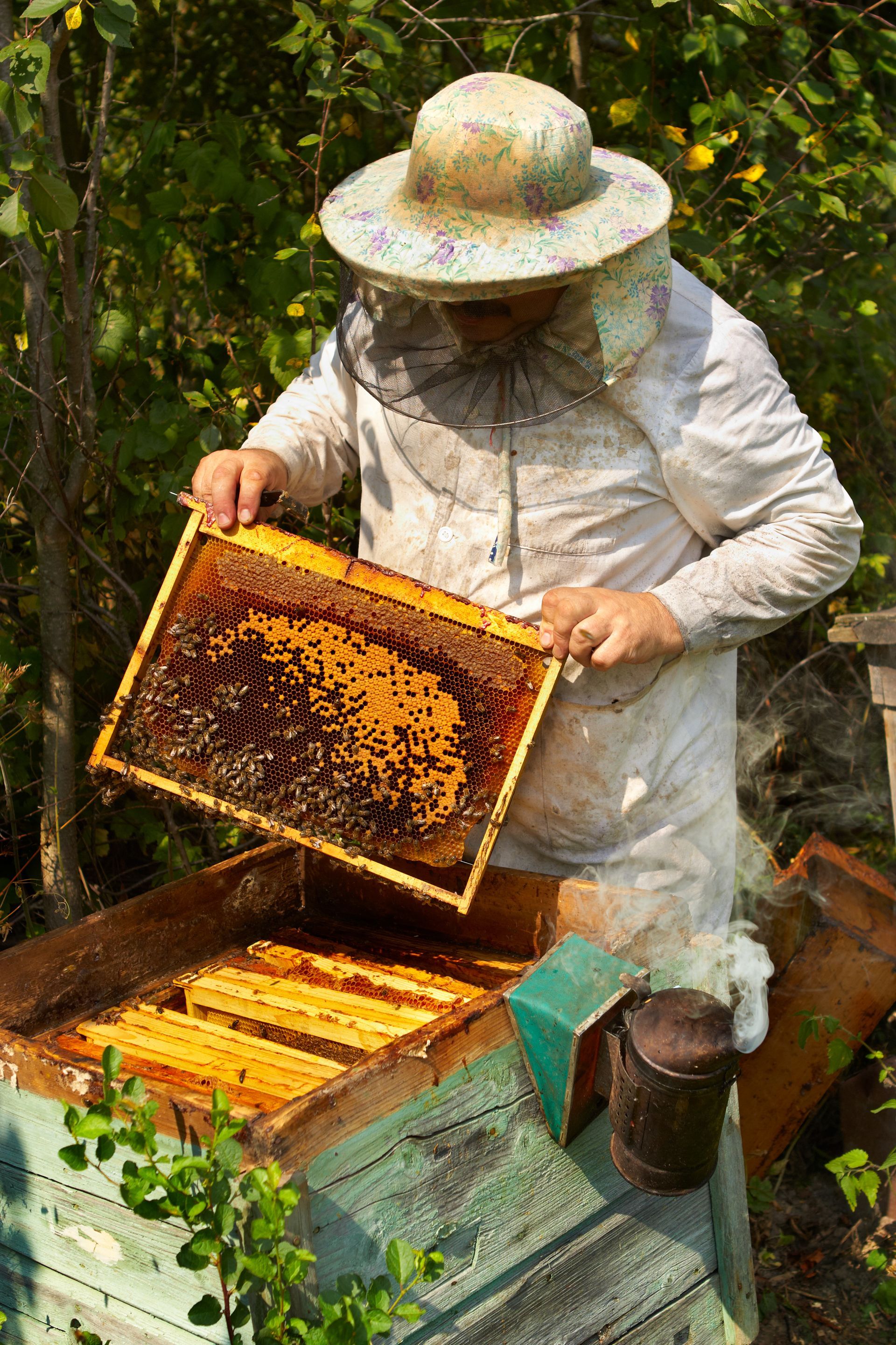 Beekeeper in protective gear inspecting a honeycomb frame covered in bees next to a wooden beehive with a smoker emitting smoke.