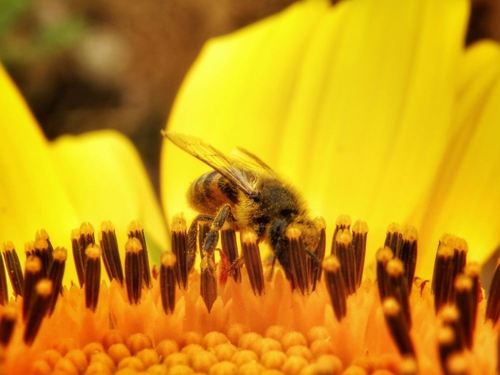 A bee is sitting on top of a yellow sunflower.
