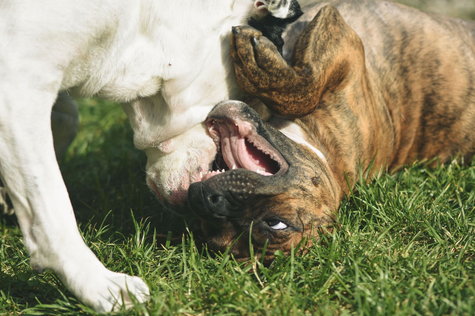 Two bulldogs playfully wrestling on grass, one white and one brown brindle, mouths open