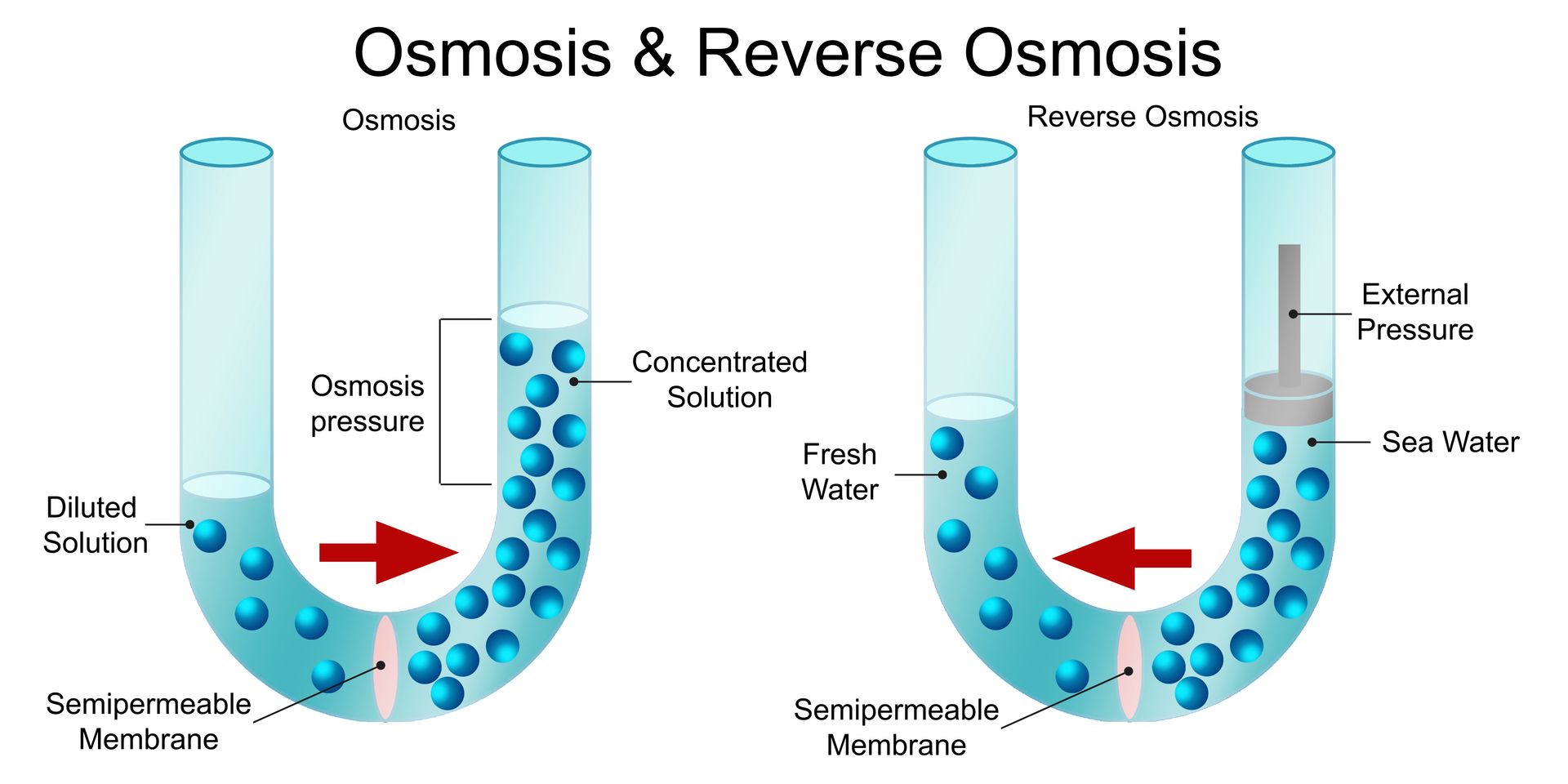 Diagram of osmosis and reverse osmosis showing water moving through a semipermeable membrane.