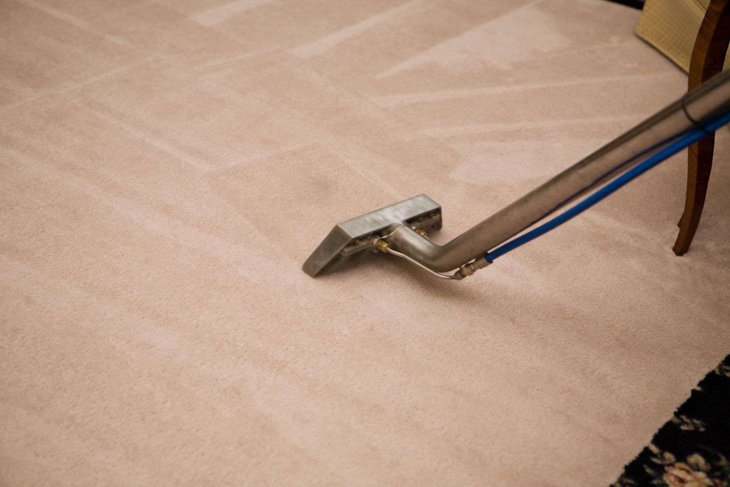 Carpet cleaner head scrubbing a beige rug, with a blue hose attached.