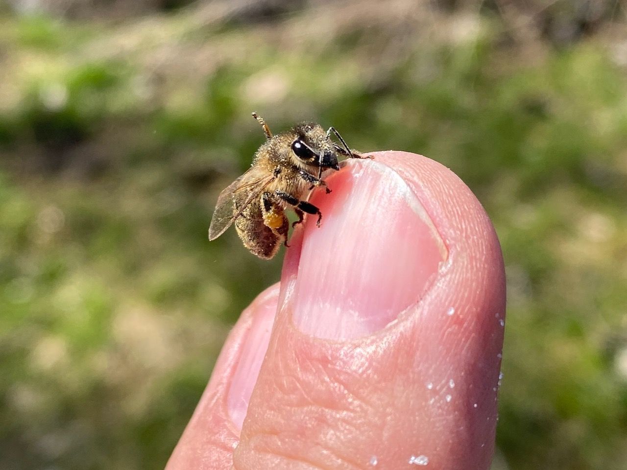 Hank's honey bees