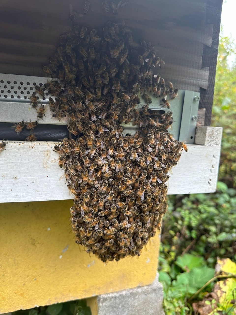 Hank's Honey bees