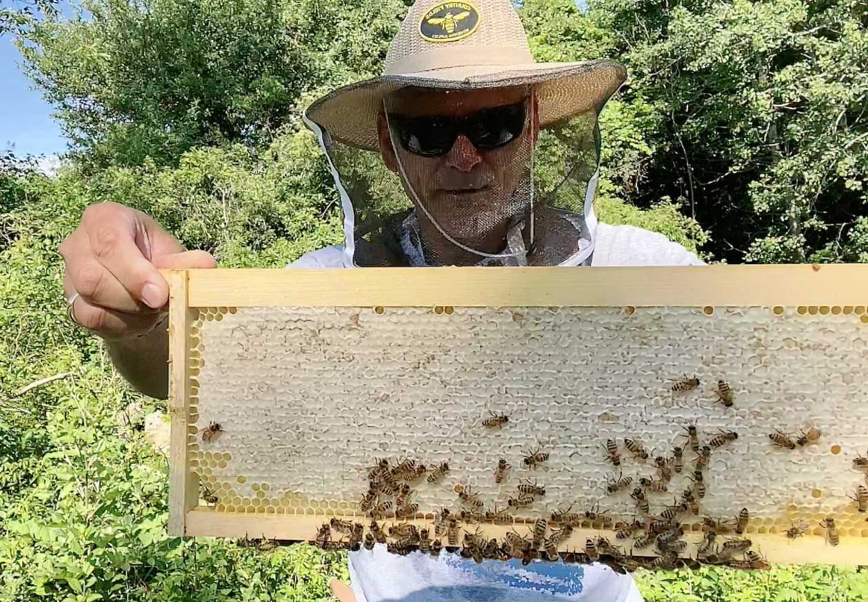 Hank's Honey bees