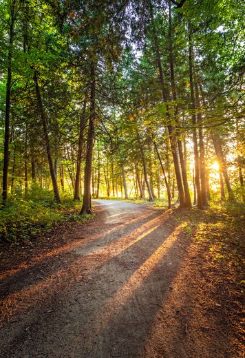 Sunlit forest path with long tree shadows and warm golden light