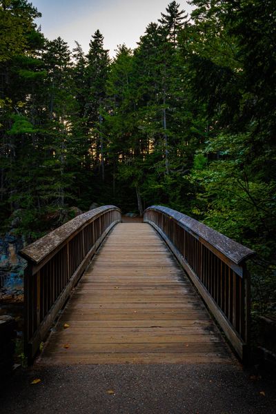 Wooden footbridge leading into a dense green forest at dusk