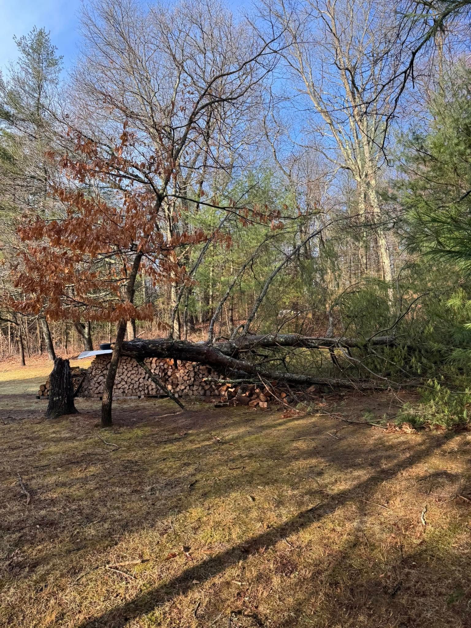 A fallen tree lies horizontally across a woodshed in a sunlit, leafy forest during autumn.