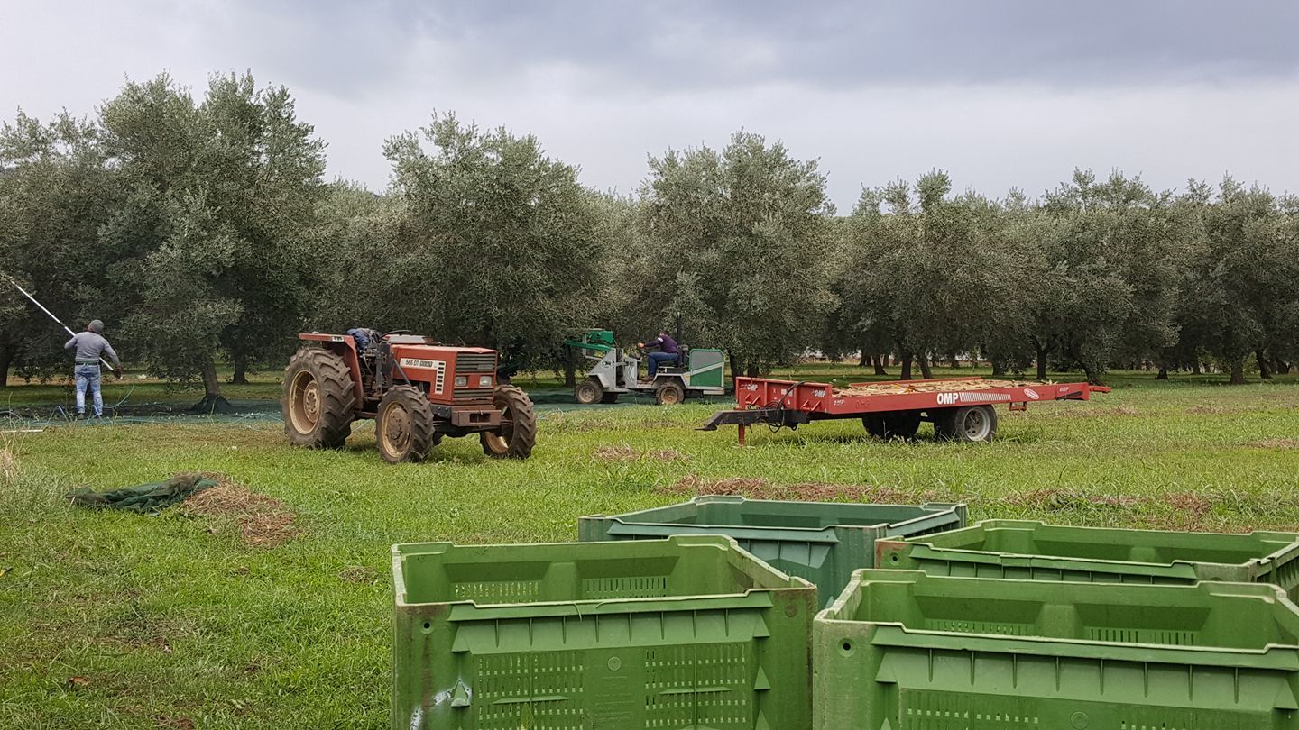 lavorazione olio