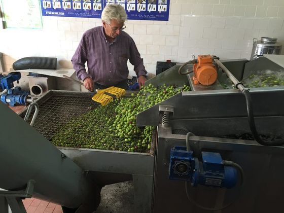 LAVAGGIO OLIVE