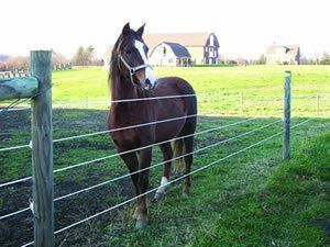 Farm fence for horse installed by Metal Fence Supply Co.