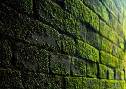 weed and moss control service mississauga ON