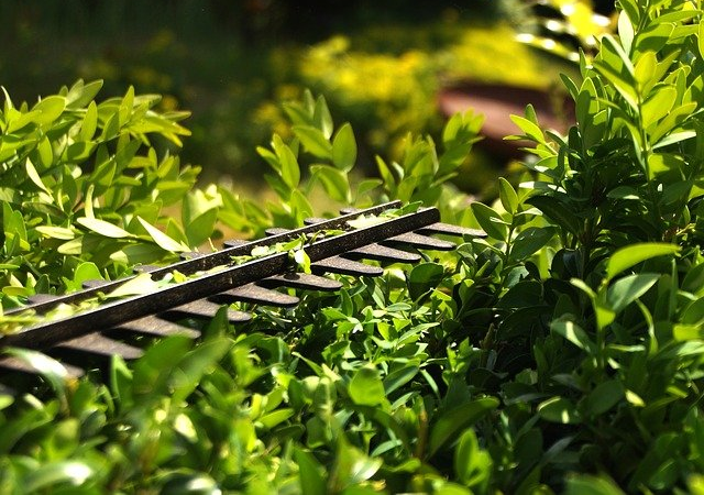 hedge cutting mississauga ON