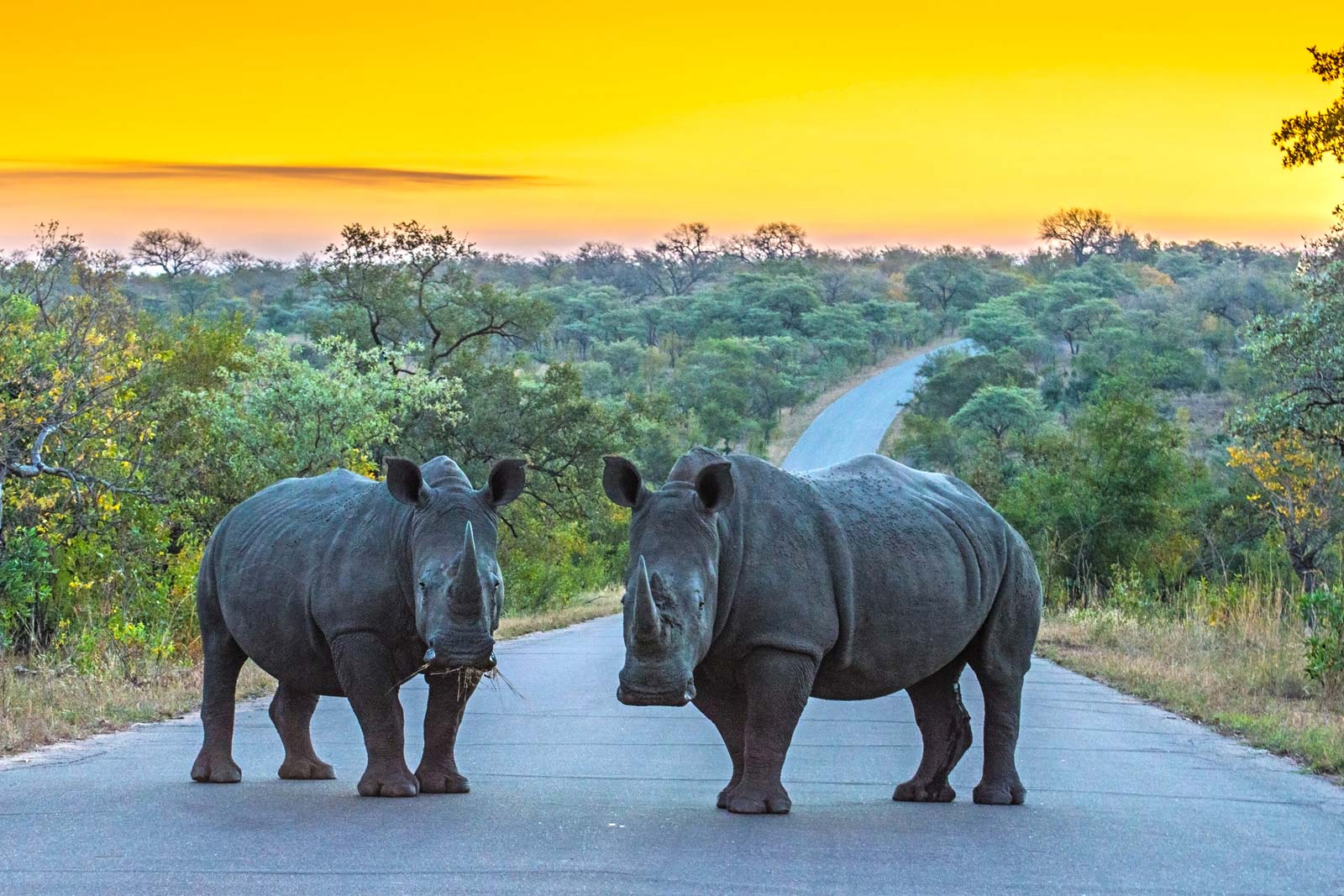 Le Cap - Swaziland - Kruger