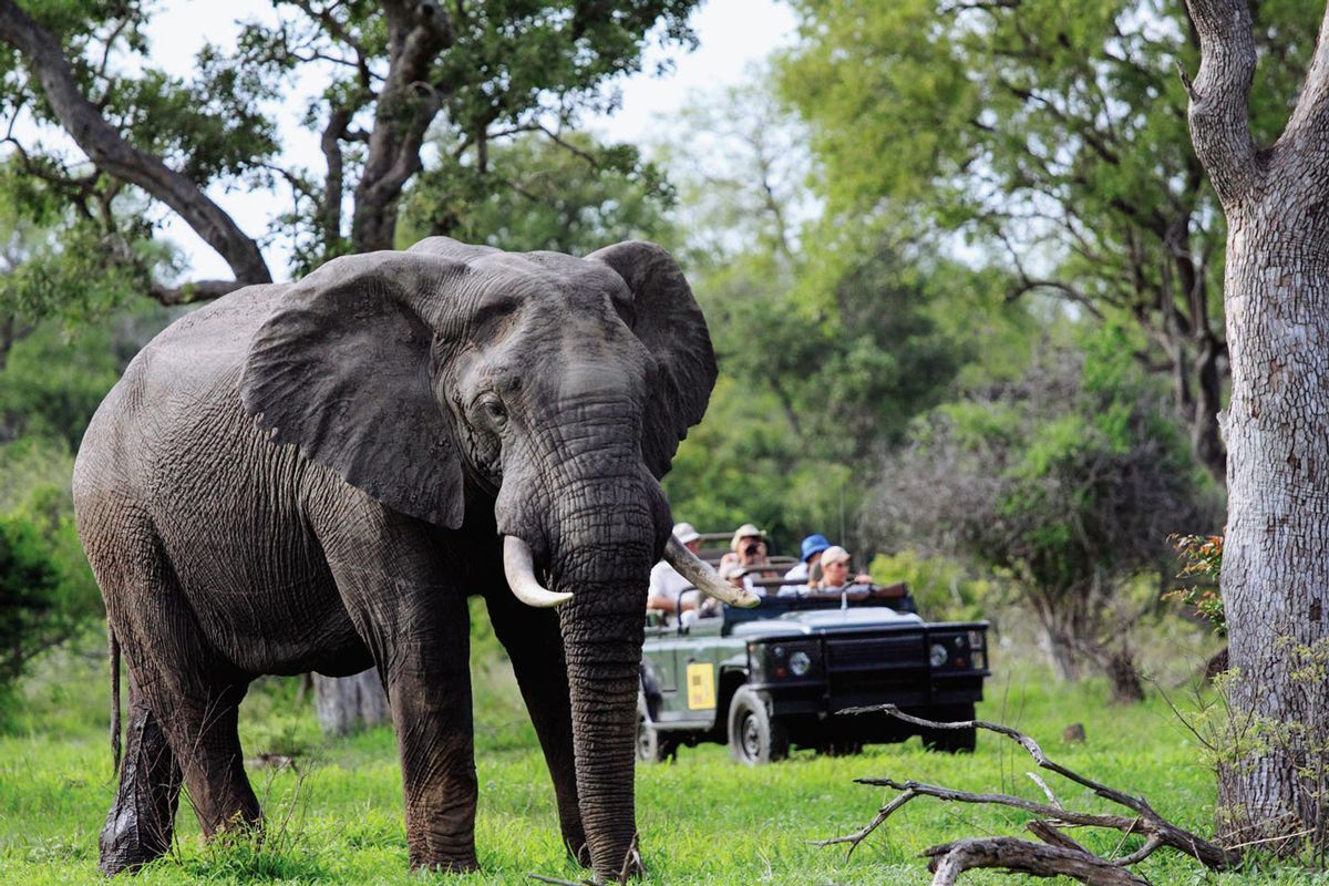 Spectacular Kruger Safari