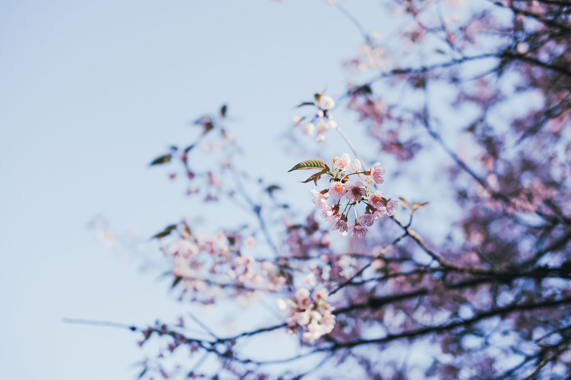 primavera