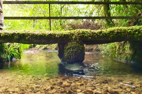 Moss-covered wooden bridge over a clear shallow creek in a lush green forest