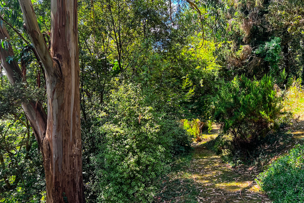 Sunlit wooded trail with dense green foliage and a tree trunk in the foreground