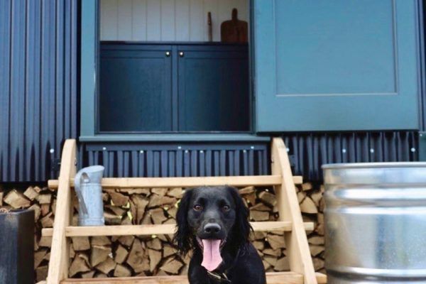 Black dog with tongue out in front of stacked firewood under blue cabinets, beside a metal tub.