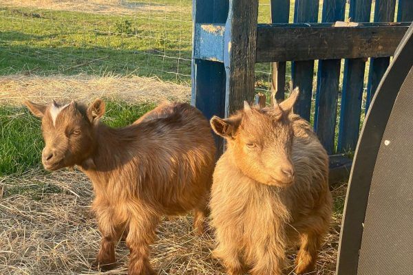 Two small brown goats standing outdoors beside a blue wooden fence.