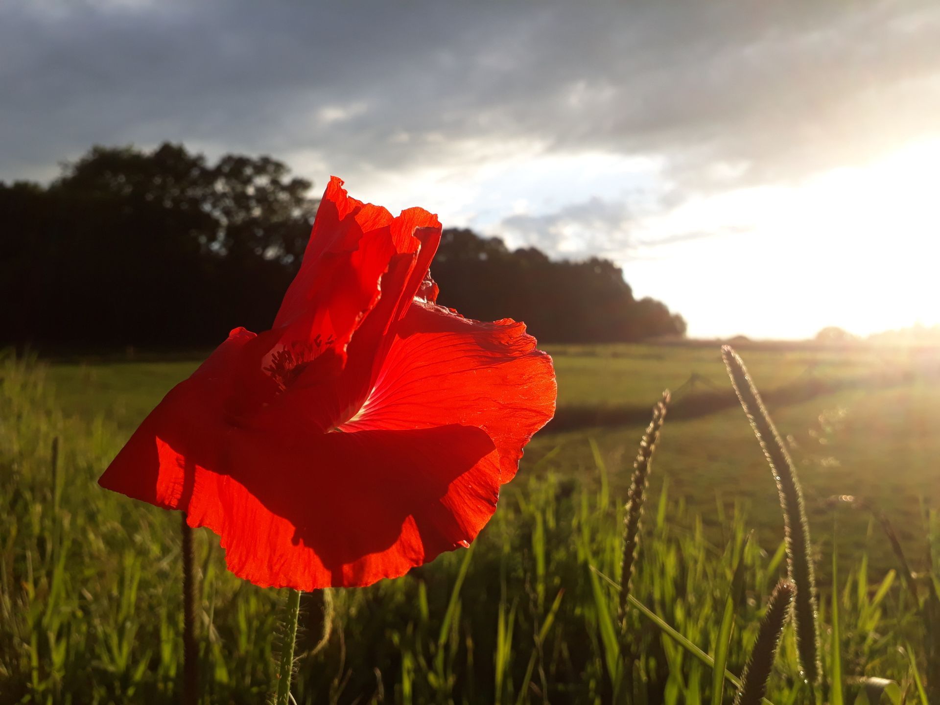 Red poppy in a grassy field at sunset with bright sunlight and a dark treeline in the background