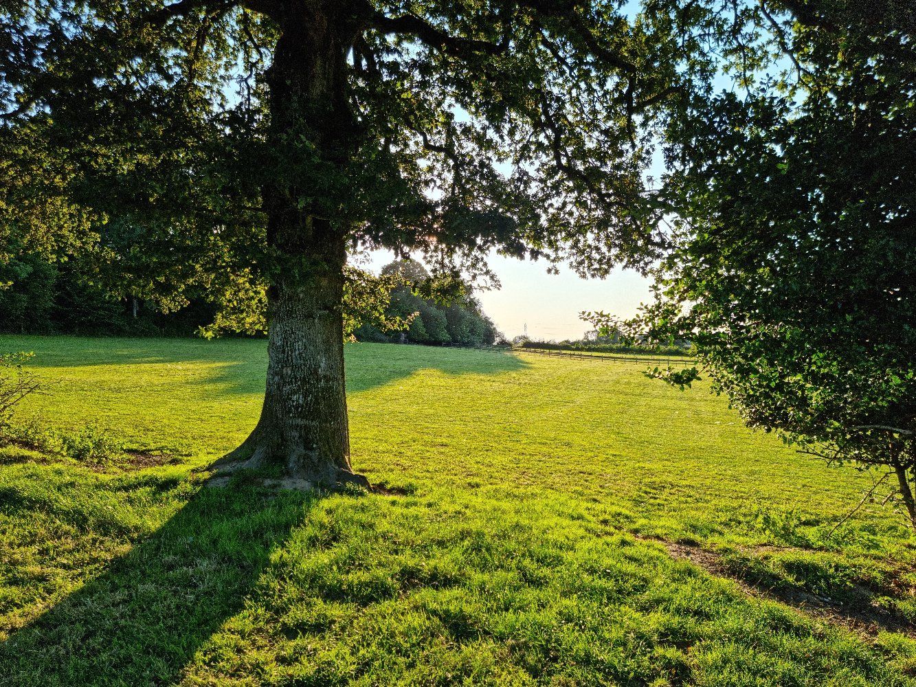 Sunlit green field with a large tree casting shade over grass, and trees in the distance