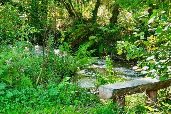 Lush green garden stream with a wooden bench beside flowing water