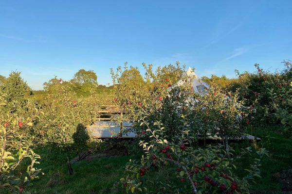 Sunlit garden with trees, shrubs, and red flowers under a clear blue sky