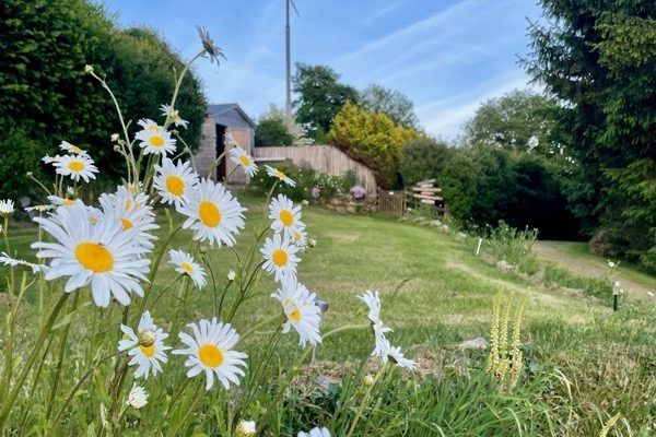 White daisies in a green meadow with a cottage and blue sky in the background