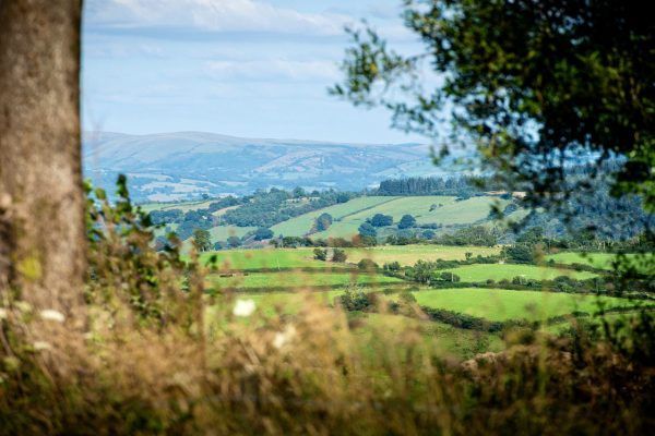 Sunlit green valley with rolling hills, distant blue mountains, and blurred trees in the foreground