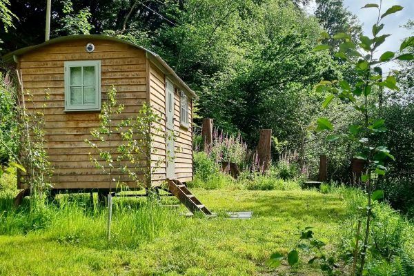 Small wooden cabin with green shutters in a lush grassy forest clearing