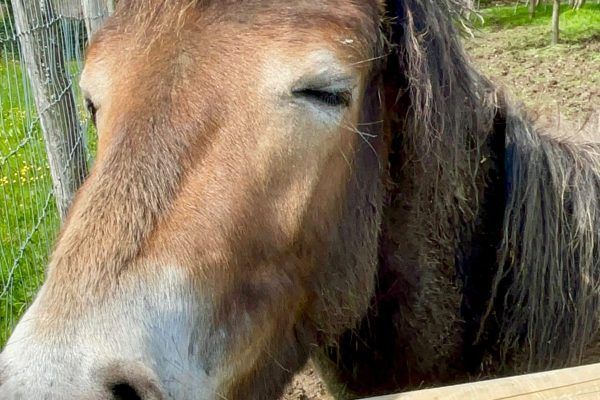 Close-up of a brown pony with eyes closed behind a wooden fence outdoors