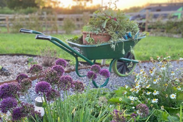 Green wheelbarrow filled with potted flowers in a colorful garden at sunset