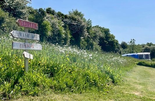 Wooden trail sign beside a grassy path and tall wildflowers under a bright blue sky