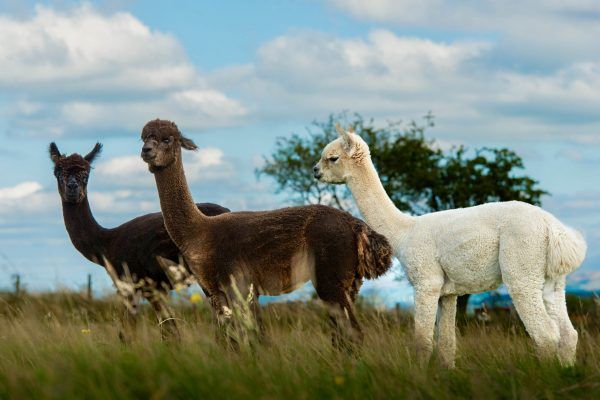 Three alpacas standing in a grassy field under a blue sky, including brown, black, and white ones