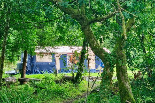 Blue tent among lush green trees and grass in a wooded campsite