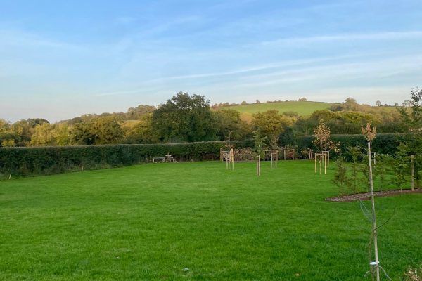 Grassy park with young trees and hedges under a clear blue sky at sunset