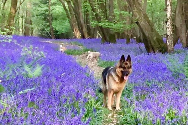 German shepherd standing in a purple flower field along a wooded path