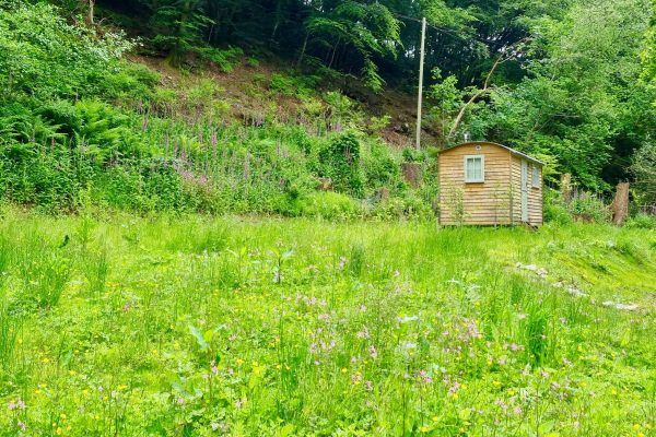 Grassy hillside with a small wooden shed amid lush green trees and wildflowers