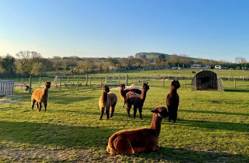 Several alpacas grazing and standing in a sunny green field with a small shed in the background