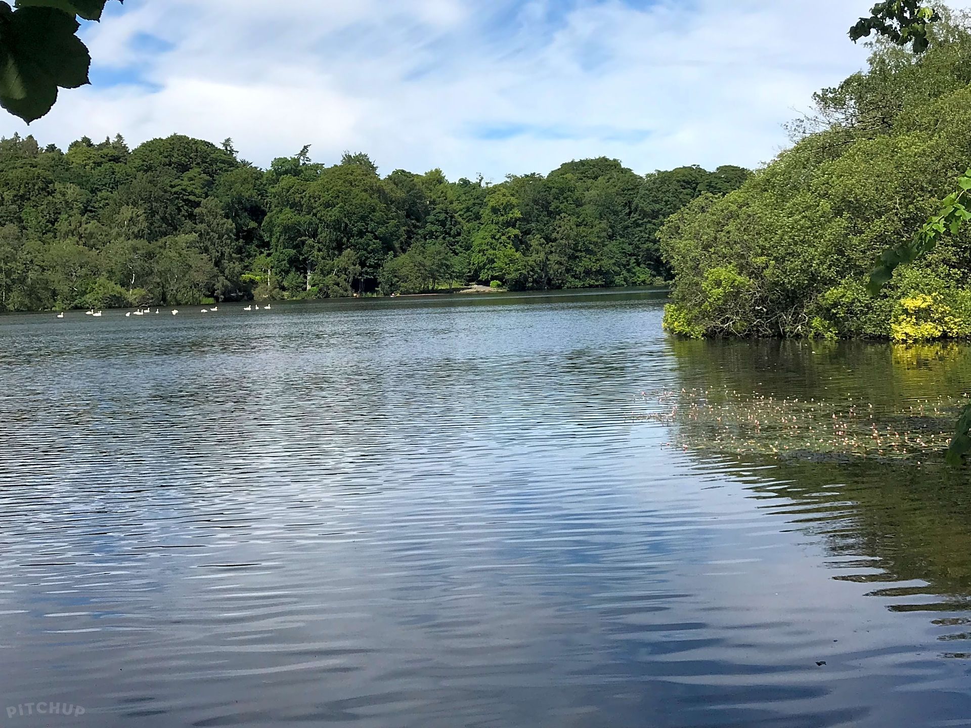 Calm lake with rippling water, surrounded by dense green trees under a bright blue sky