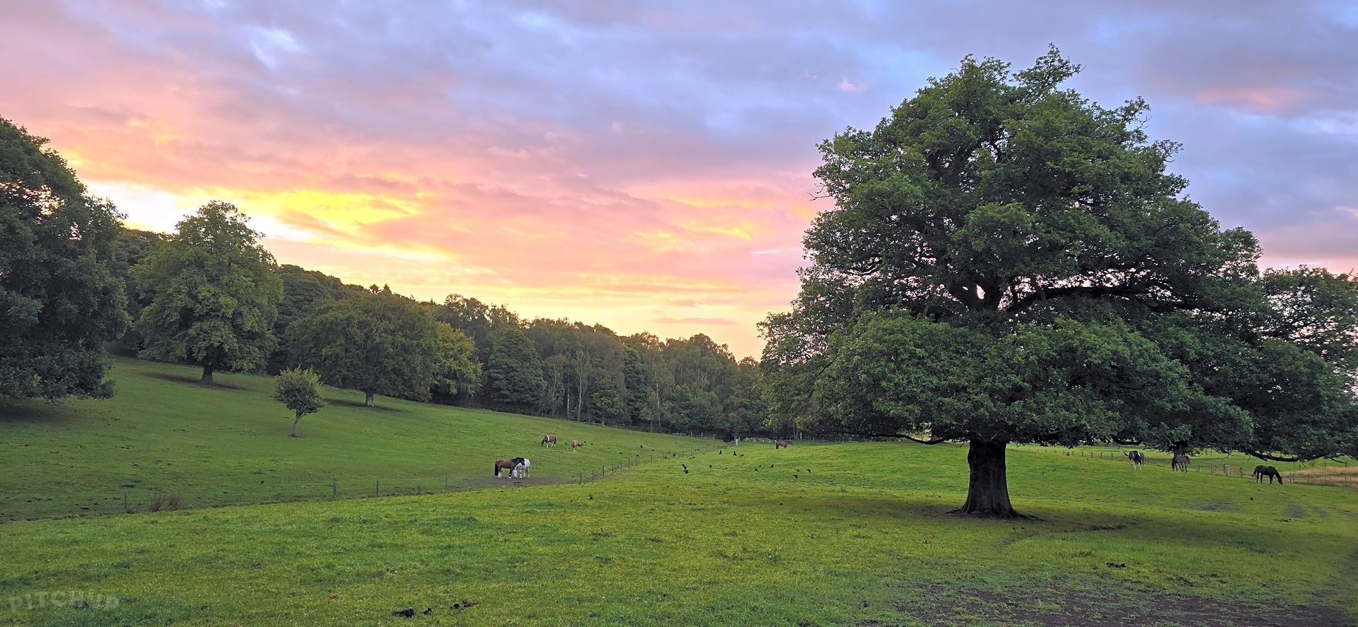 Sunset over a green meadow with a large tree and a small dog near the center