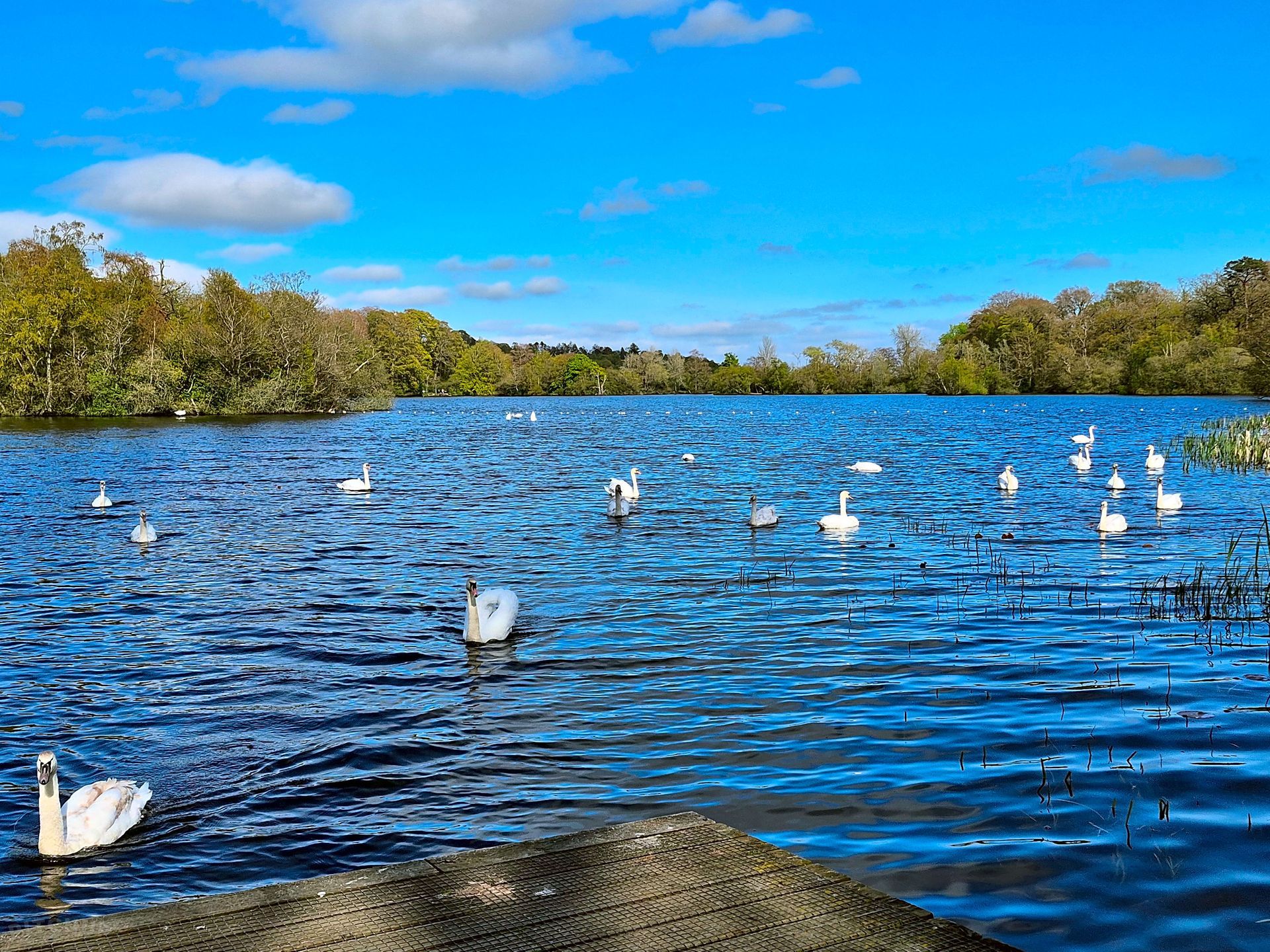 White birds floating on a blue lake beside a green shoreline under a bright sky