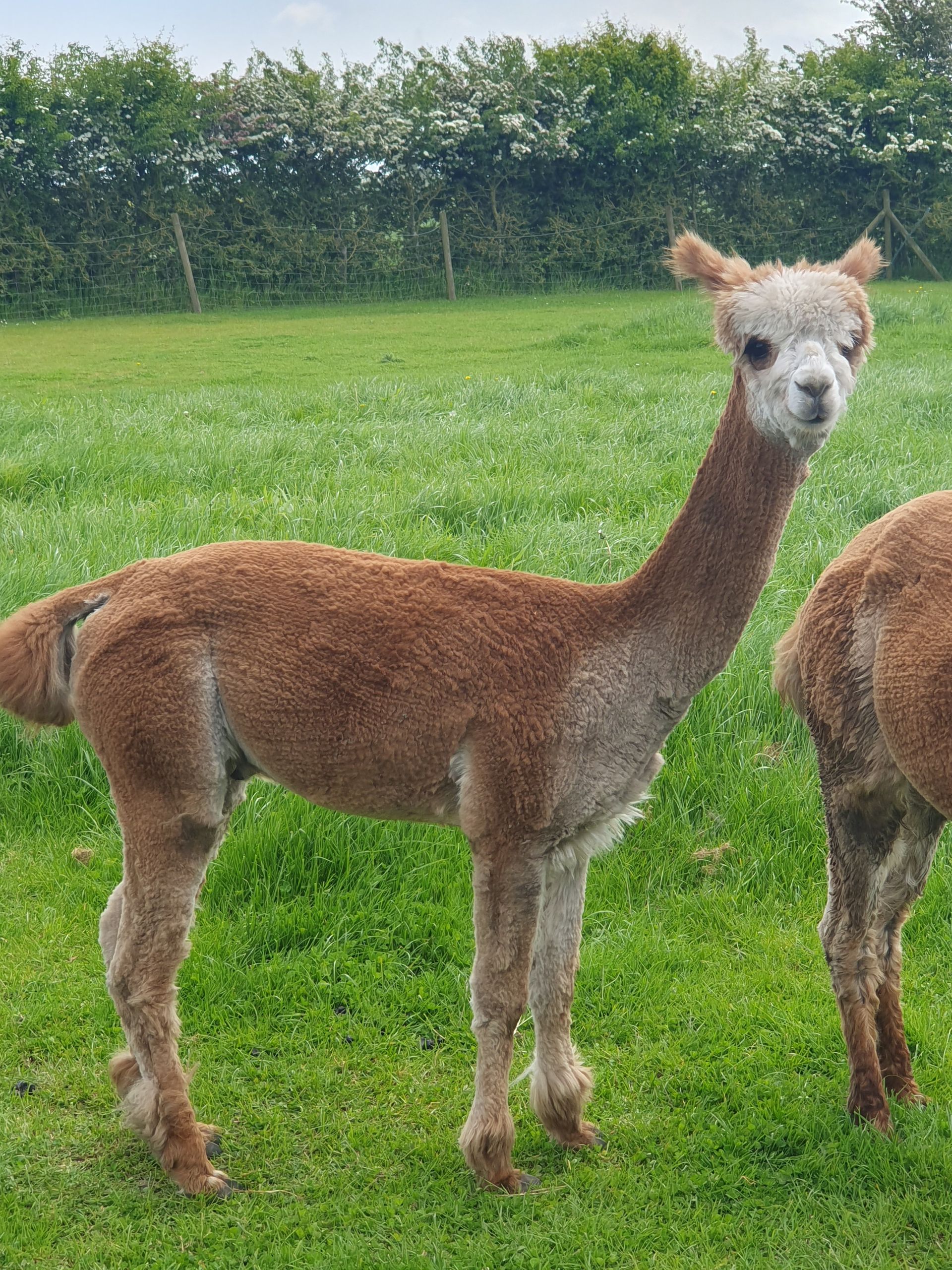 Brown alpaca standing in a green pasture, with another alpaca partly visible beside it.