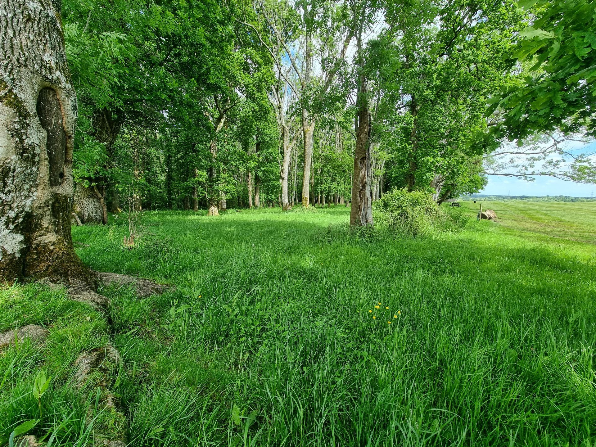 Sunny green woodland path beside a lake with tall trees and grass