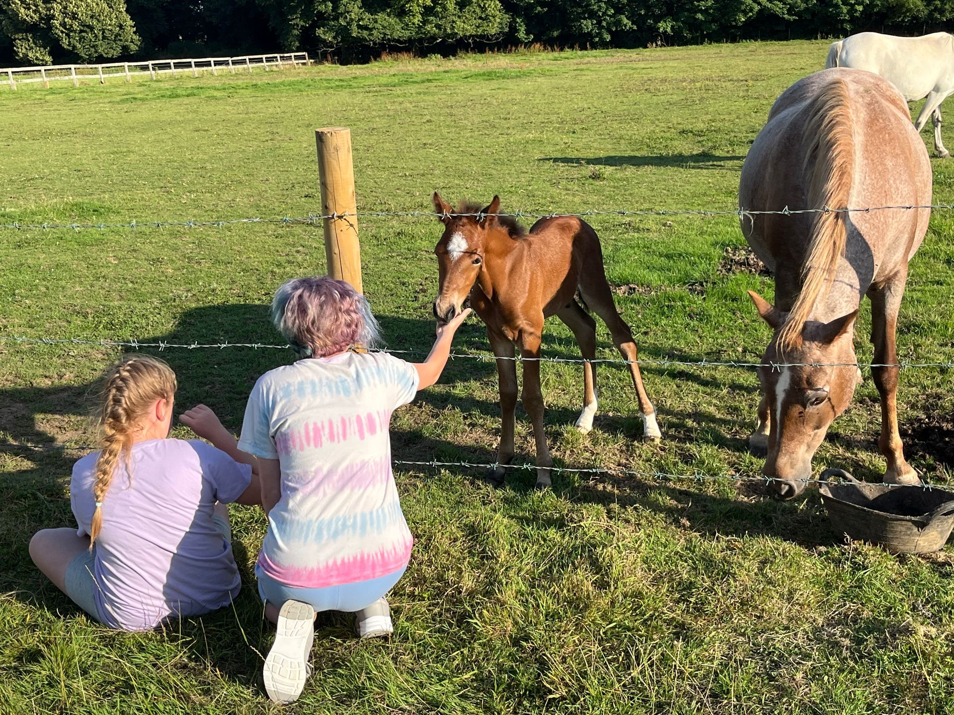 Two children kneel in a pasture feeding a foal while a horse grazes nearby.