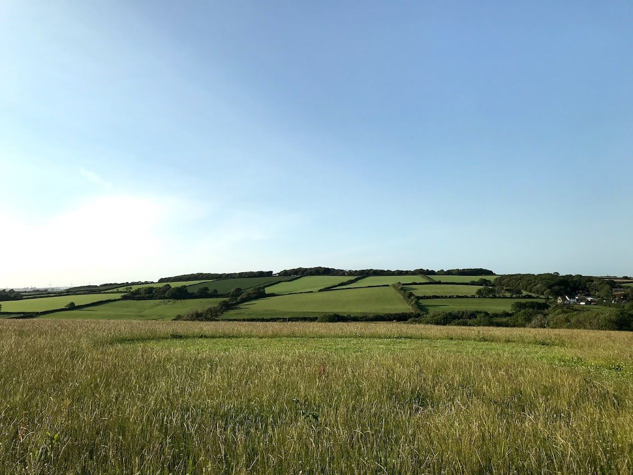Sunlit green fields and hedgerows under a clear blue sky in a rural landscape