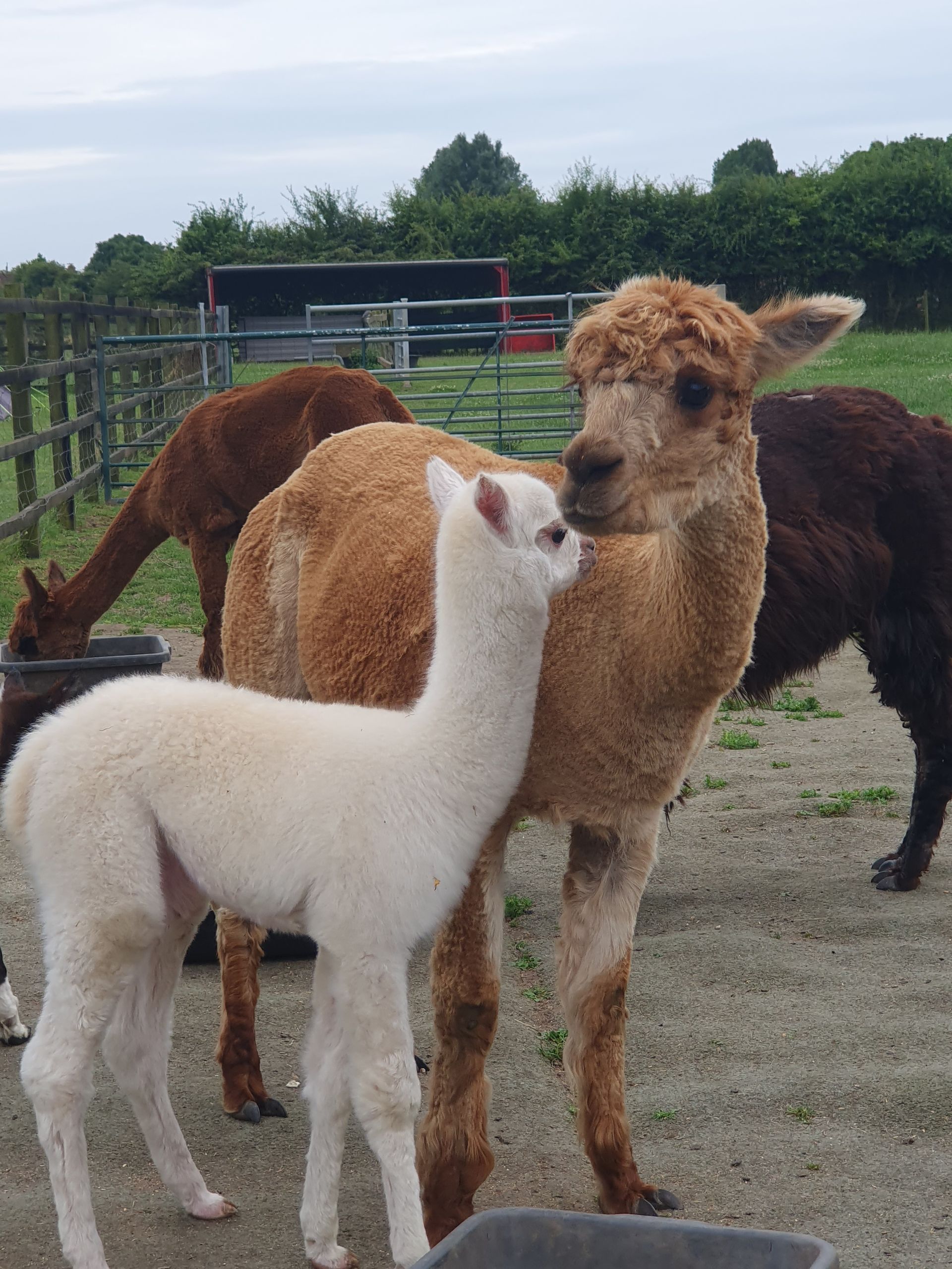 Three alpacas—white, tan, and brown—standing together in a fenced field.