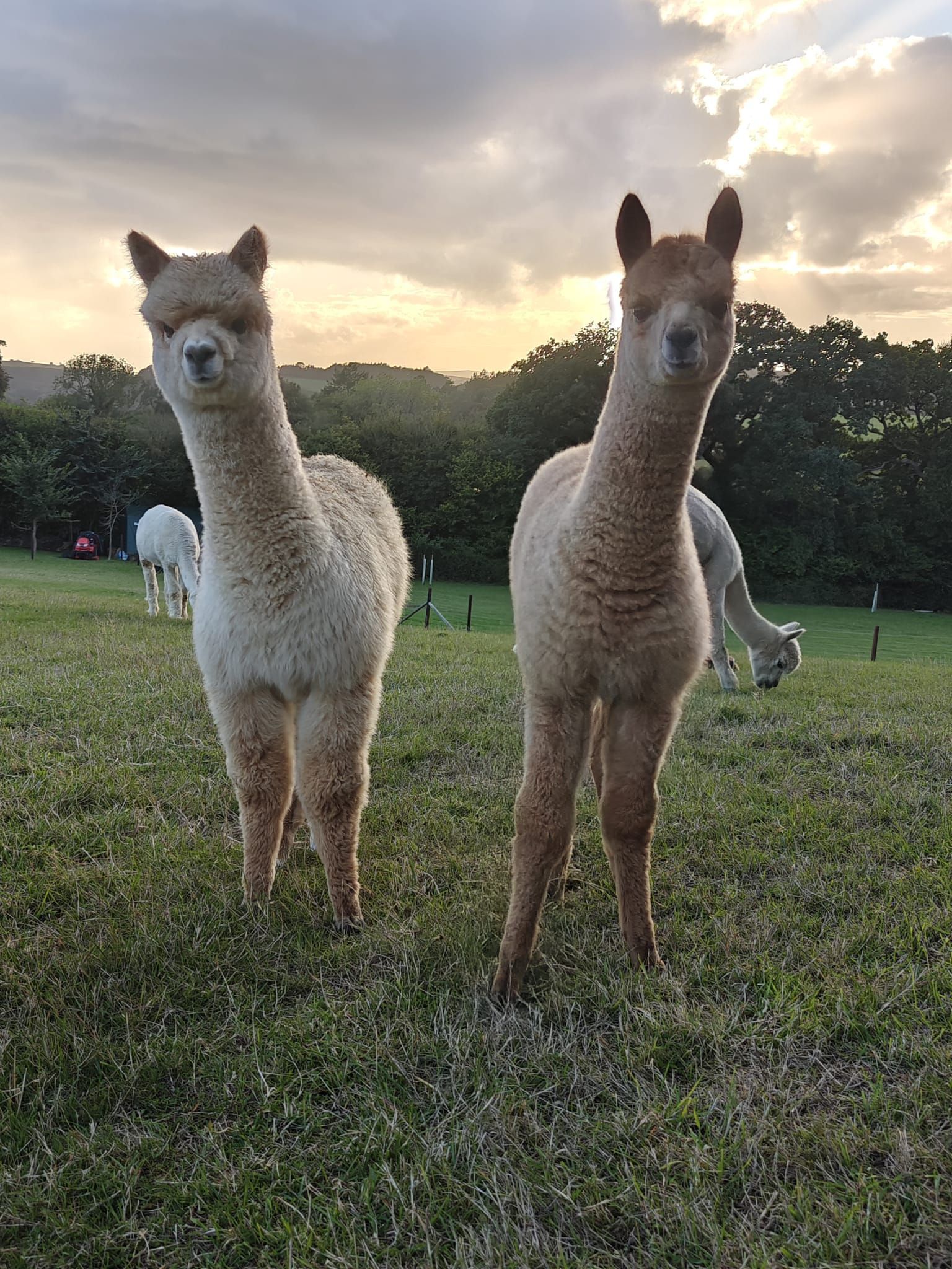 Two alpacas standing in a grassy field at sunset, with trees and cloudy sky behind them