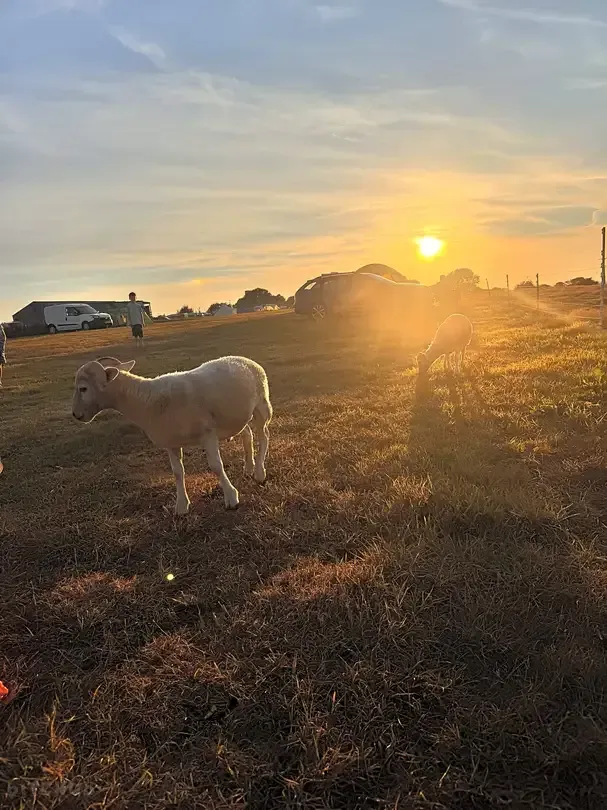 White sheep grazing in a field at sunset, with a low sun and a farmhouse in the background